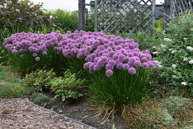 Allium 'Millenium'