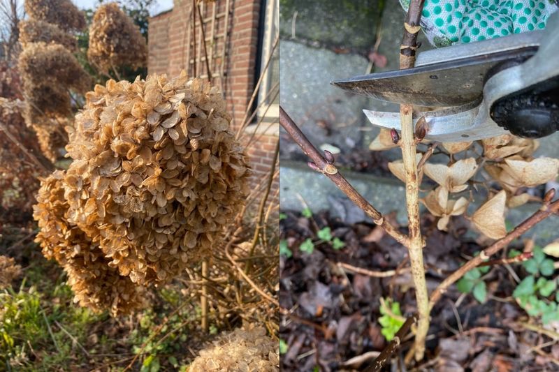 Weak or Sparse Growth After Pruning