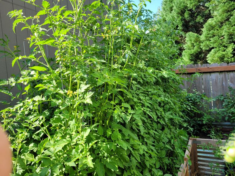 Excessive Nitrogen Fertilization