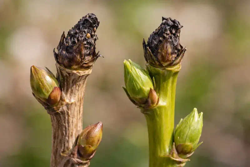 Winter damage and growing conditions can mimic a pruning mistake