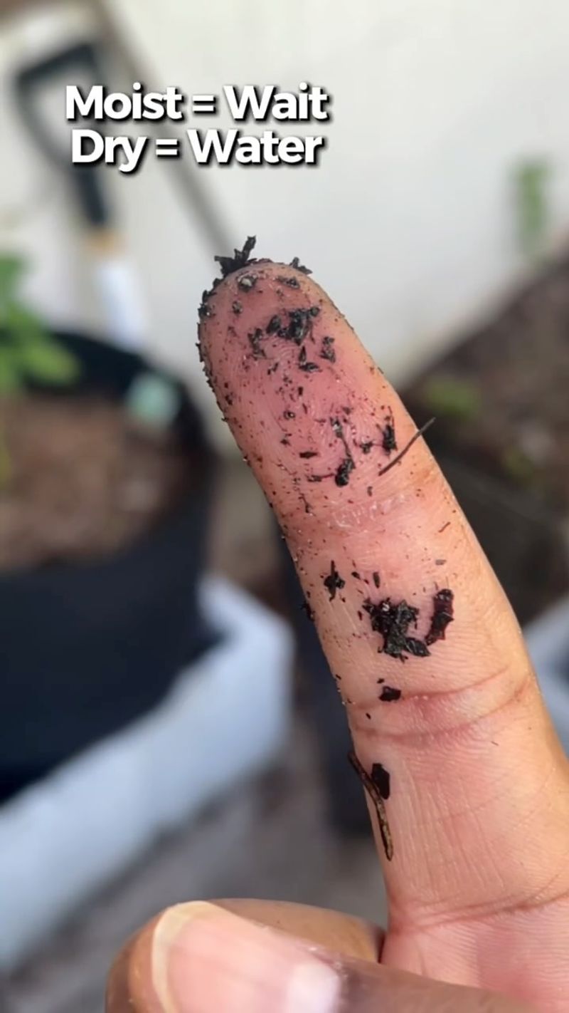 Perform the Finger Test for Soil Moisture