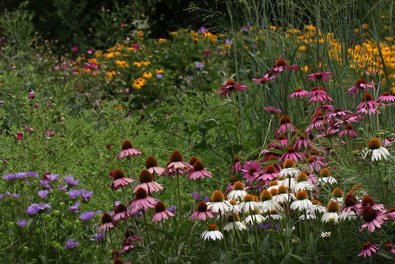 Plan for blooms beyond one plant