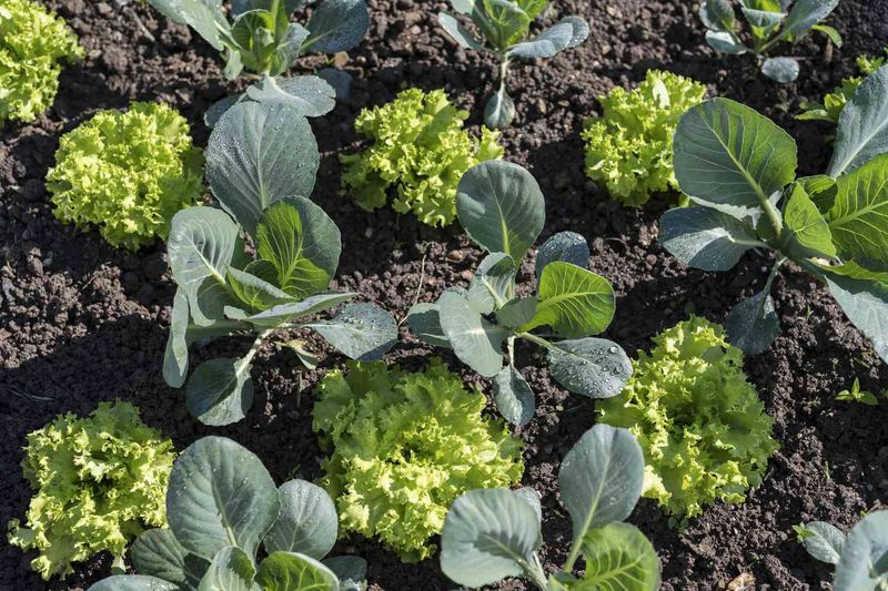 Watch for competition before the quick crop is ready