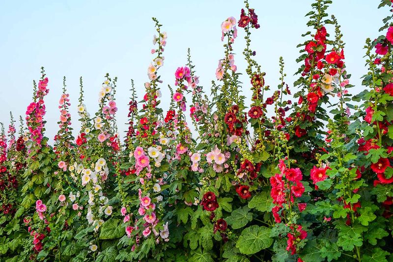 Choose a sunny site with soil that drains between waterings