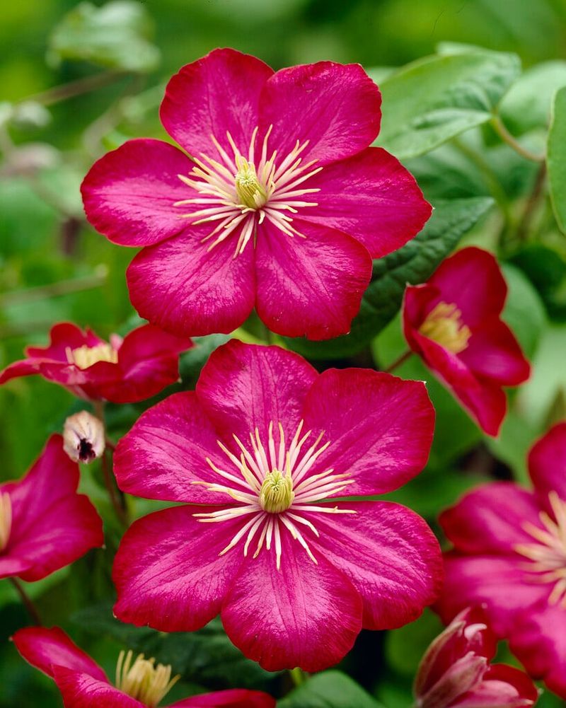 Clematis 'Ville de Lyon'
