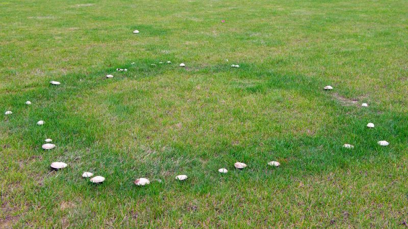 Grass patterns can reveal when to look closer
