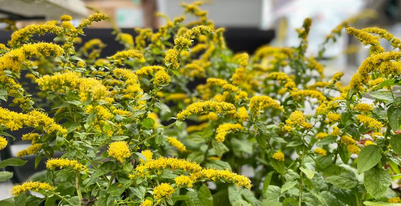 Plant a group instead of relying on one specimen