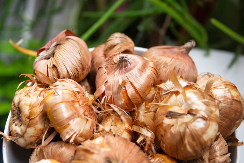 Cure the corms before moving them into winter storage