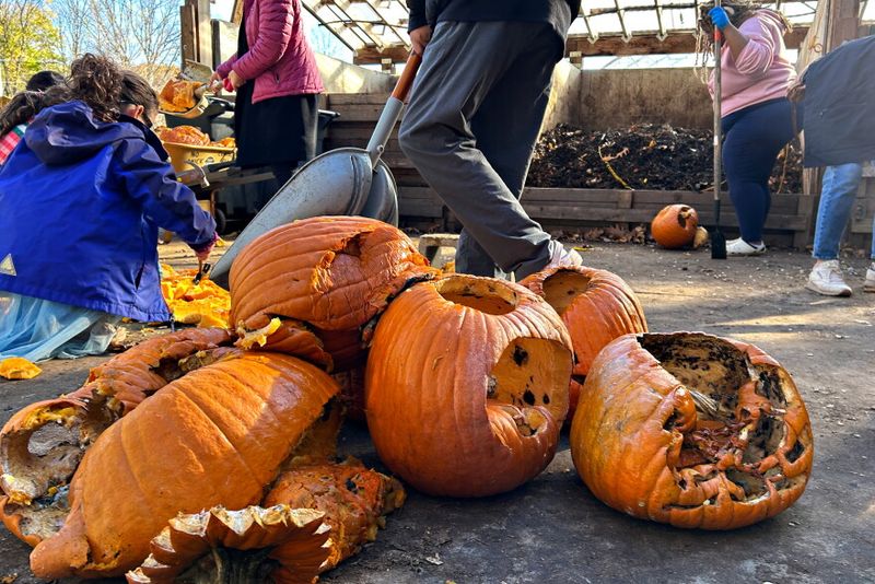 A pumpkin can go back into the garden