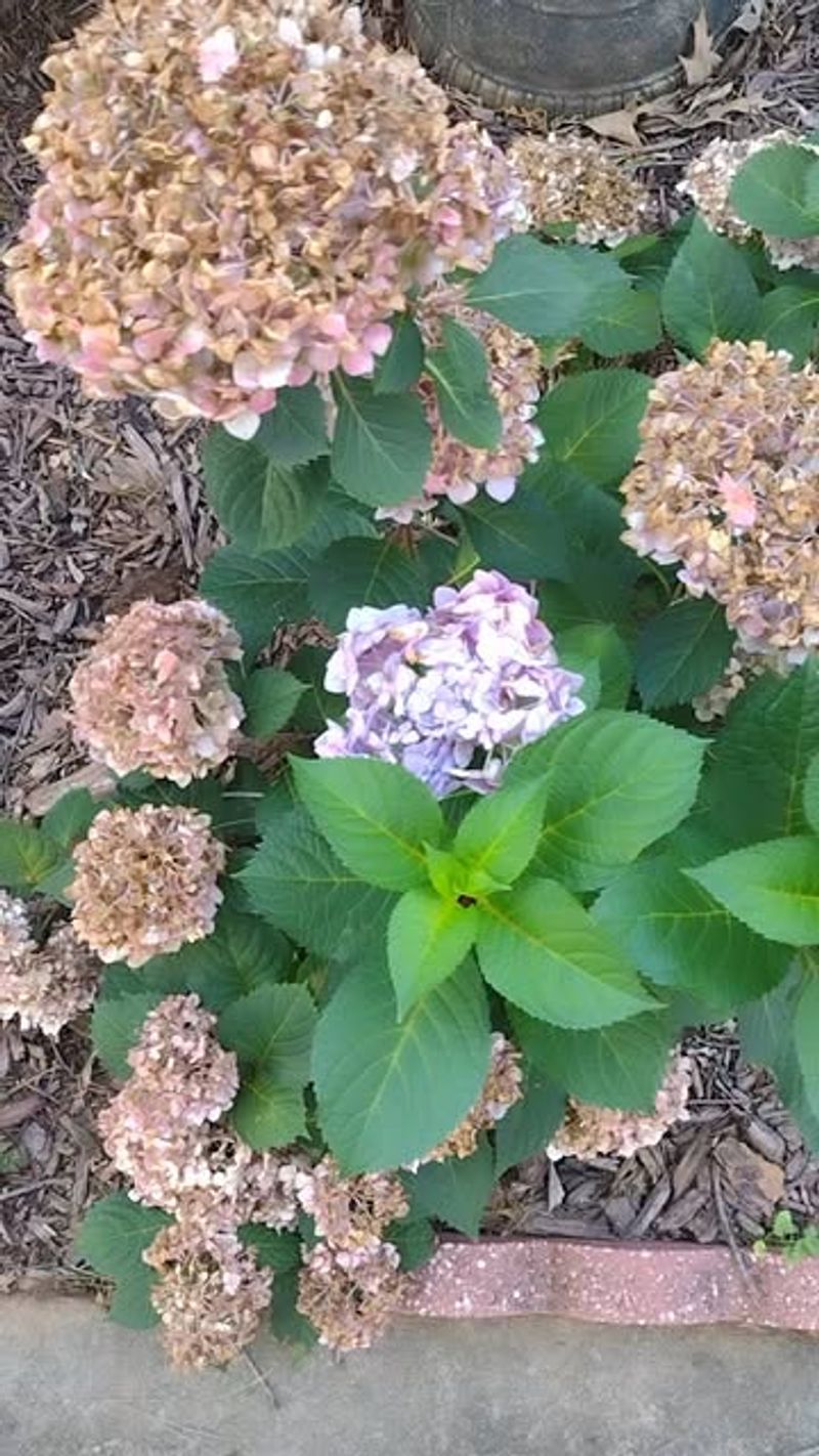 Brown blooms can be a normal finish