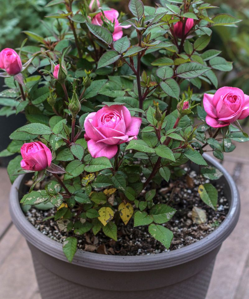 Winterize Container Roses