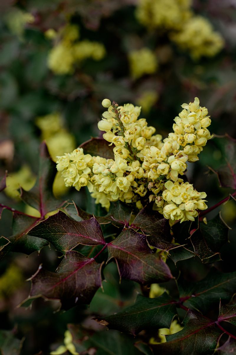 Native Shrubs That Are Safer And Just As Stunning