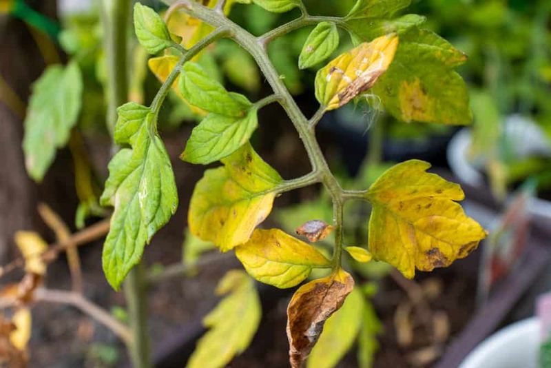 Nitrogen Deficiency