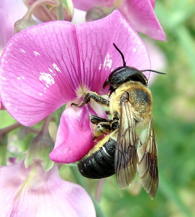 Small Resin Bees