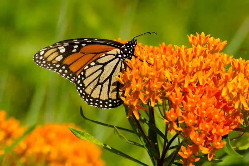Butterfly Weed (Asclepias tuberosa)