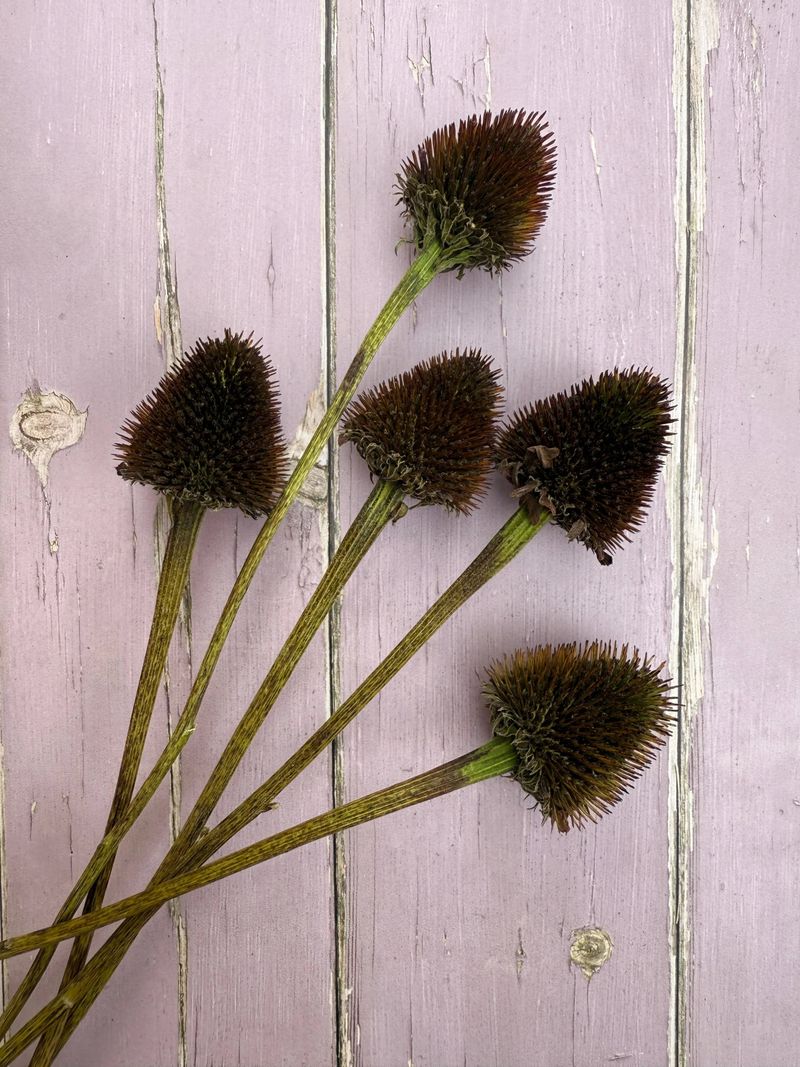 Look for Brown, Crisp Cones