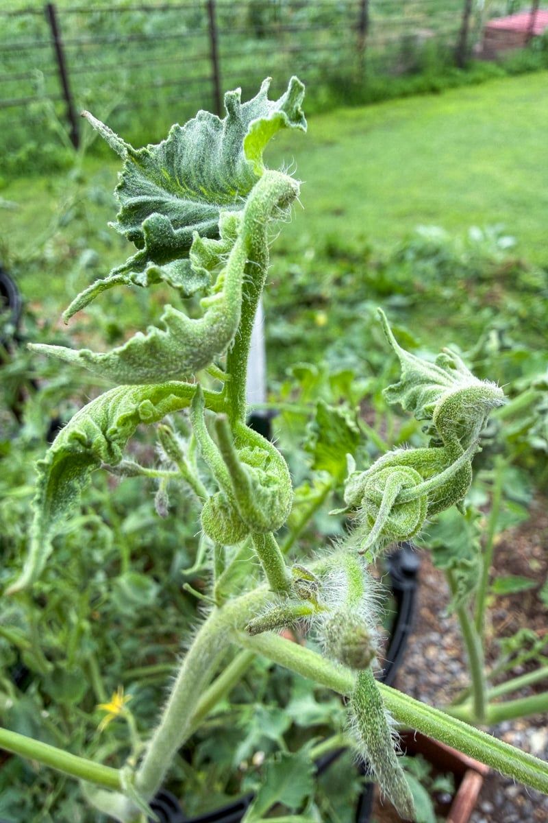 Judge recovery by new growth, not by instant uncurling