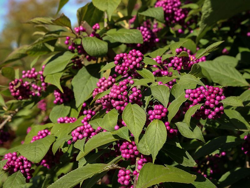 Beautyberry (Callicarpa)