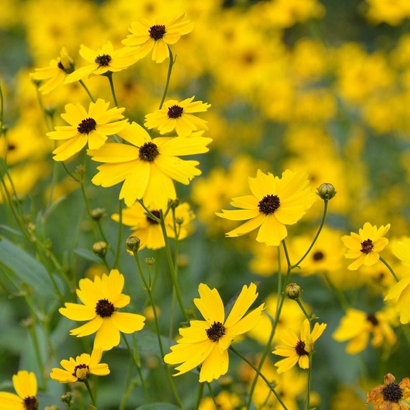 Coreopsis (Tickseed)