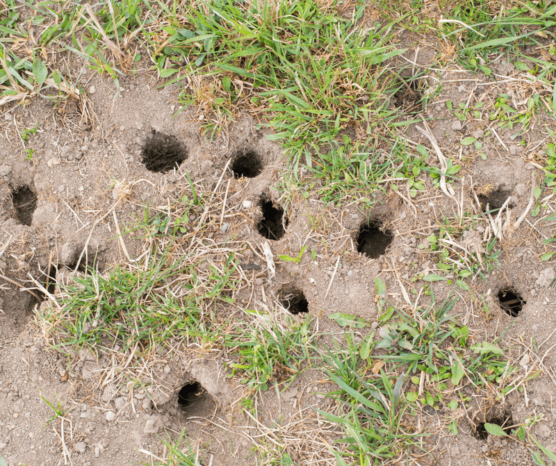 Manage Confirmed Rodent Damage Separately