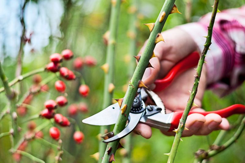 Trim Long Canes for Wind Protection