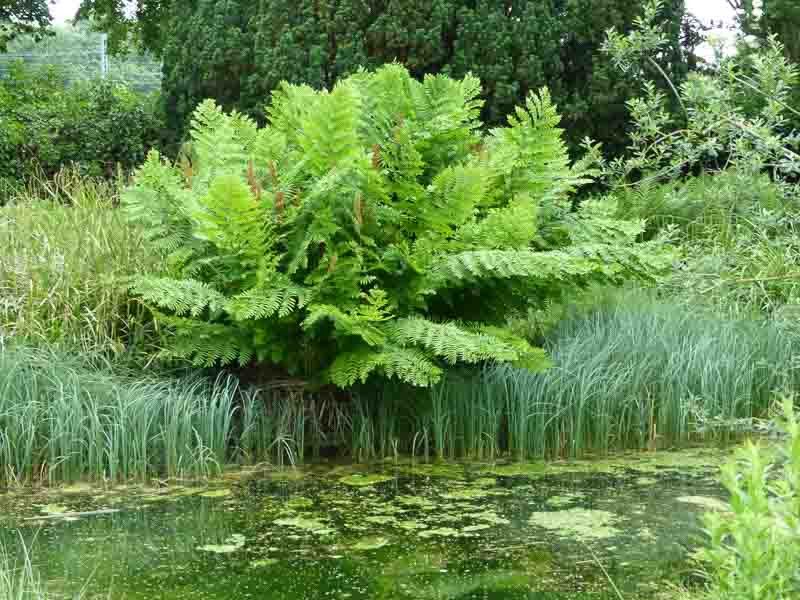 Royal Fern (Osmunda regalis)