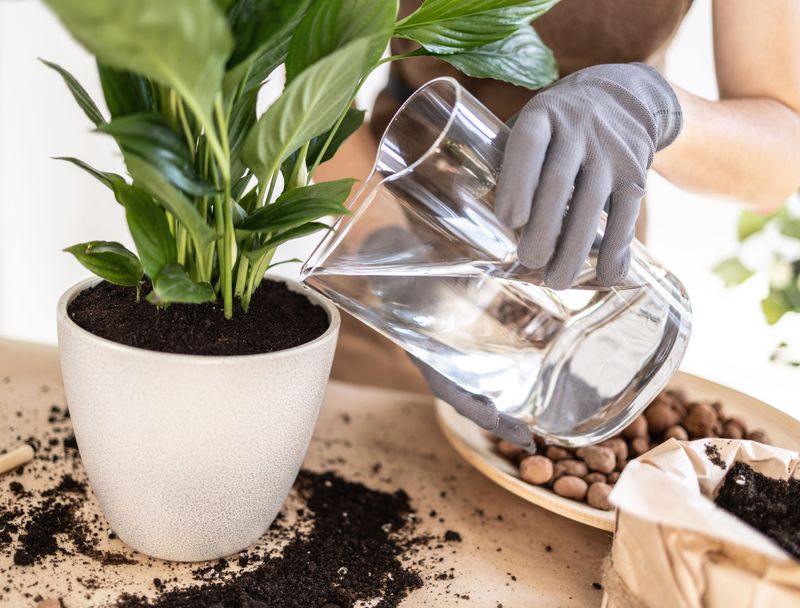 Make soil moisture your repeatable watering habit