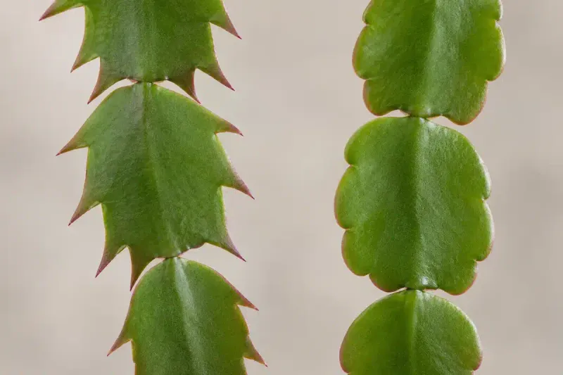 Is it really a Christmas cactus?