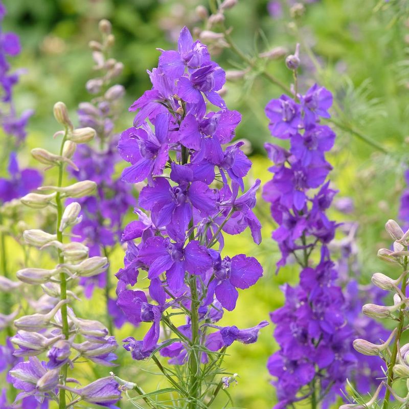 Larkspur