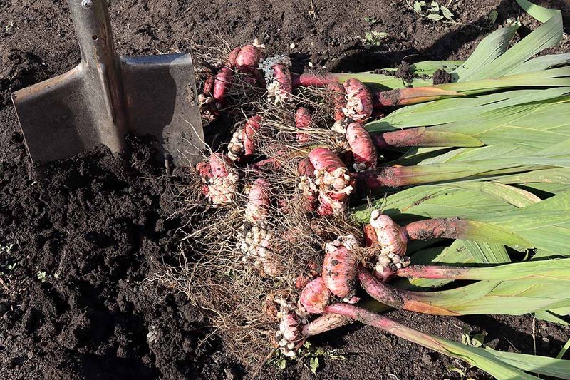 Gladiolus