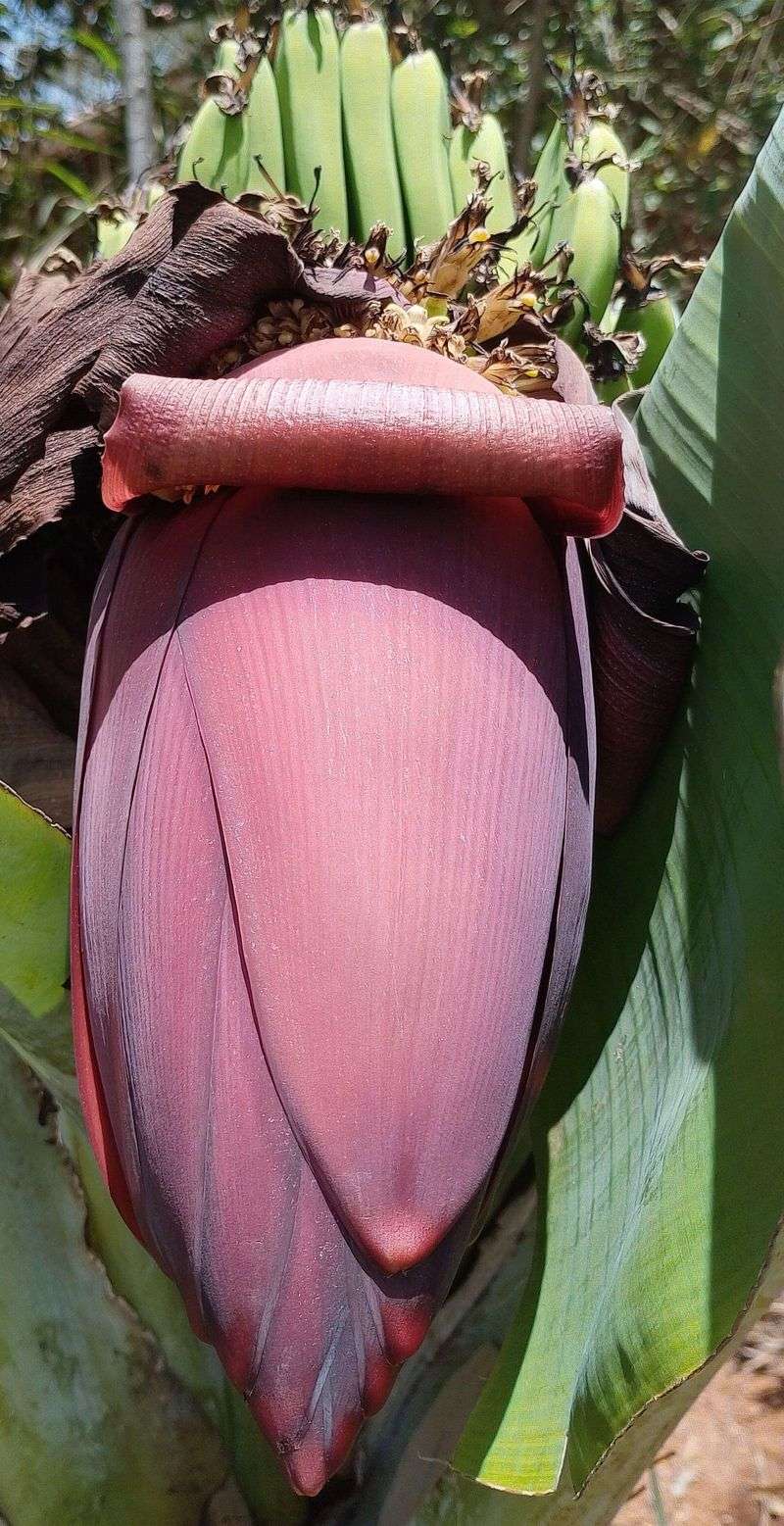 Treat the blossom as an edible bonus, not a better banana