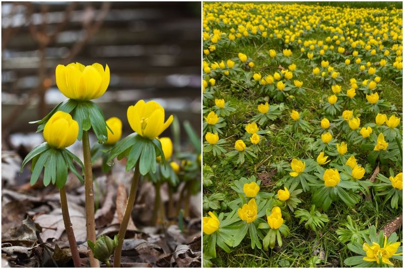 Winter Aconite