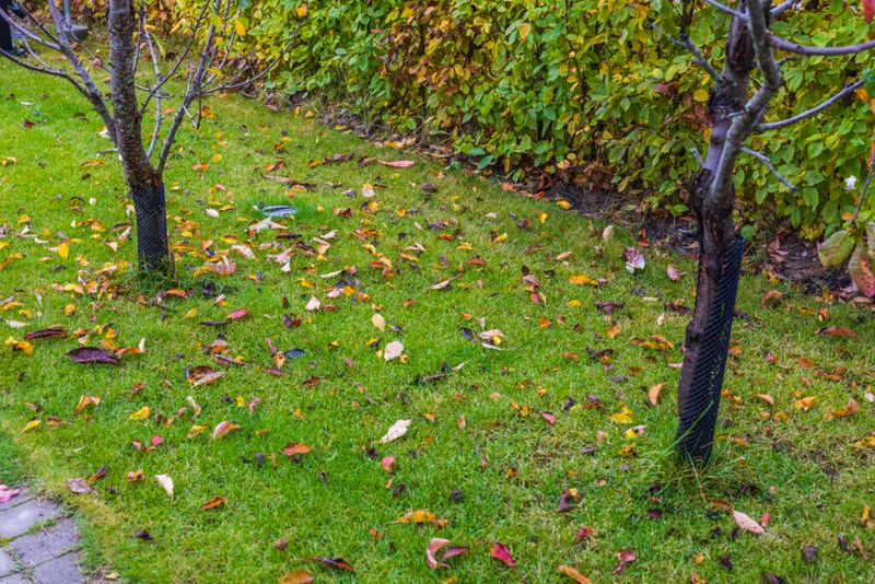 Manage leaves to balance habitat with yard care