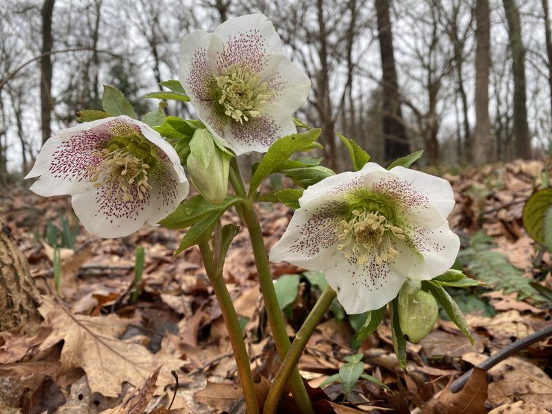 Hellebores