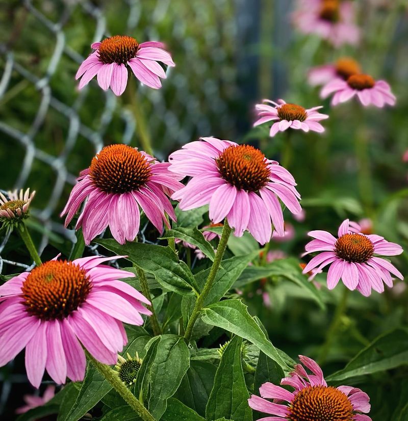 Purple Coneflower