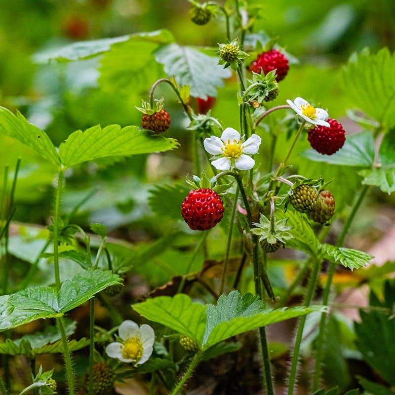 Wild Strawberry and Fern Groundcover Layer