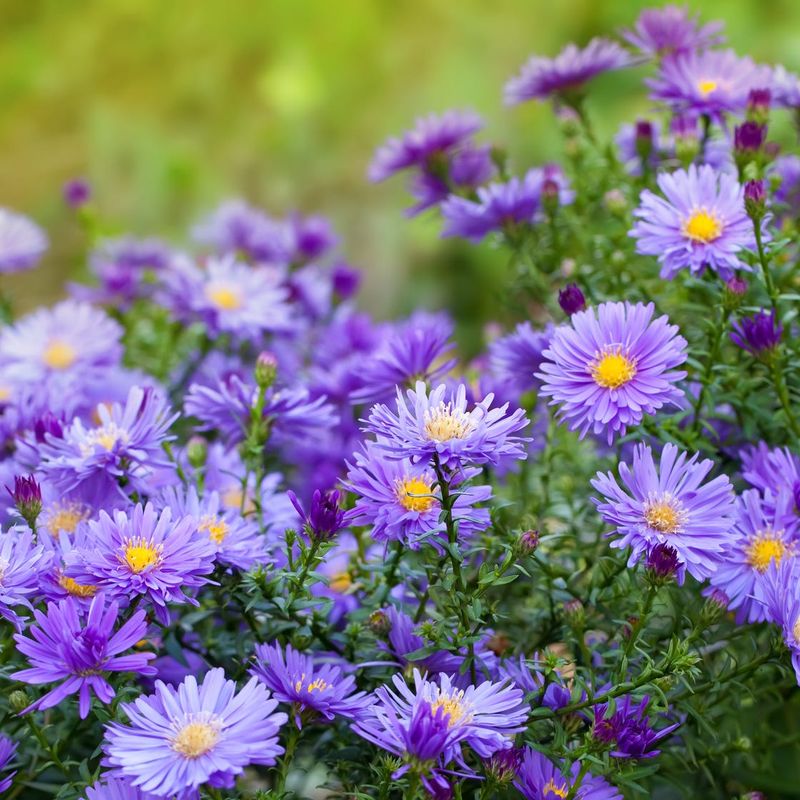 Aster