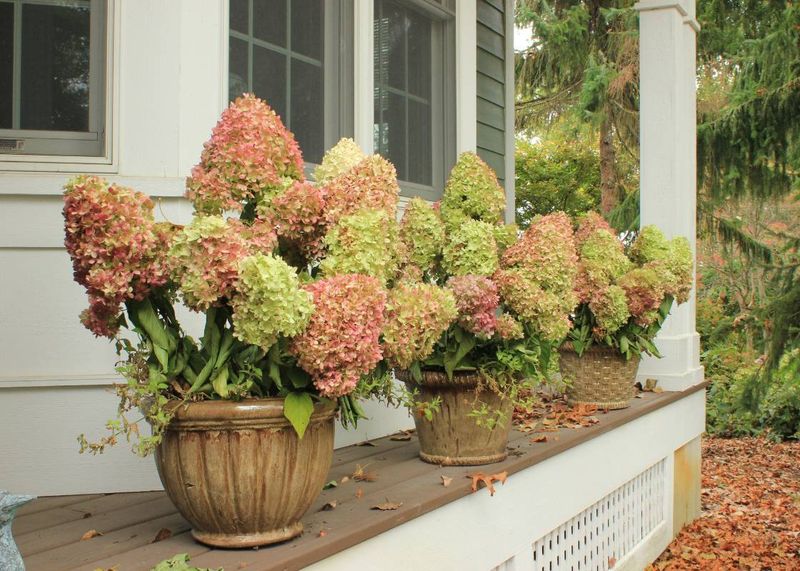 Move Potted Hydrangeas to Shelter