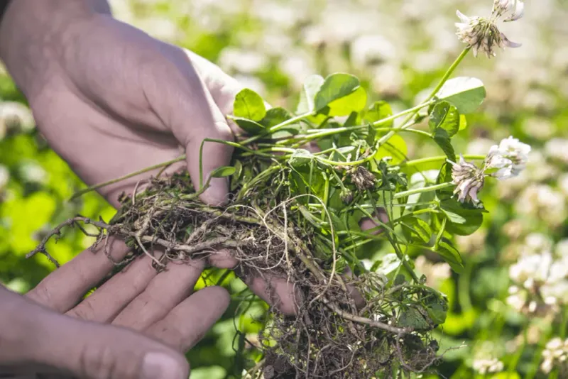 How does that nitrogen reach the grass?