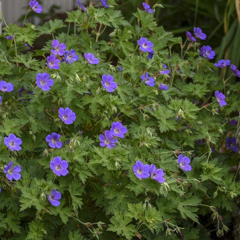 Hardy Geranium