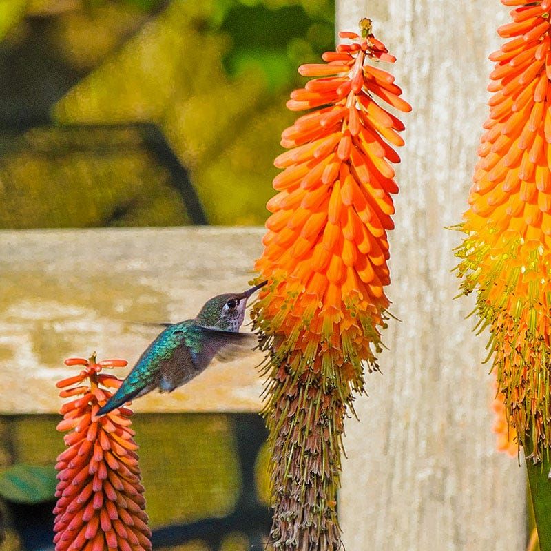 Tubular blooms attract hummingbirds, but deer resistance is not a guarantee