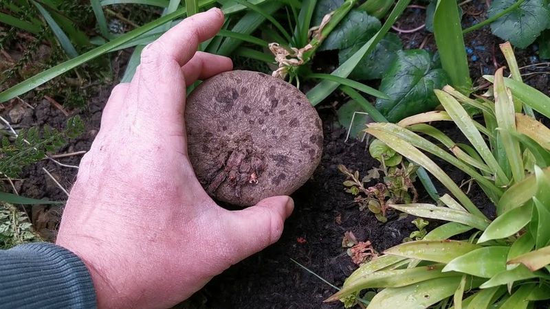 Set the tuber at a suitable depth