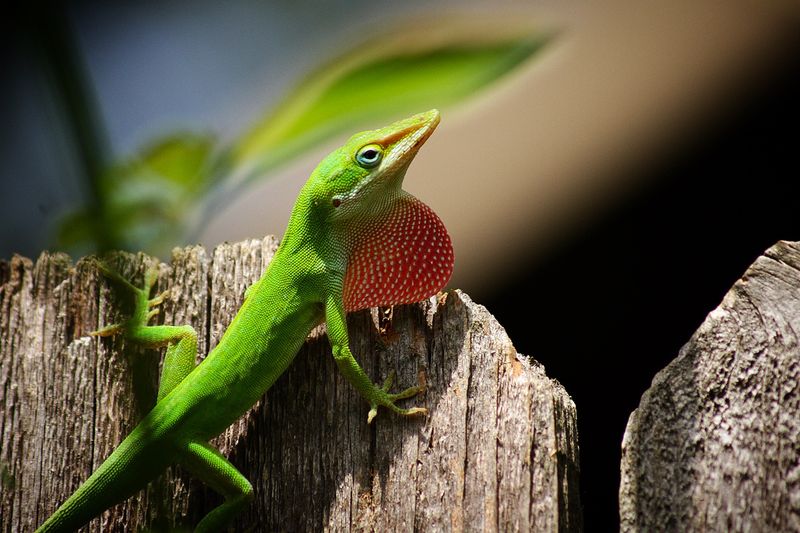 Color change carries information, not a fence-colored disguise