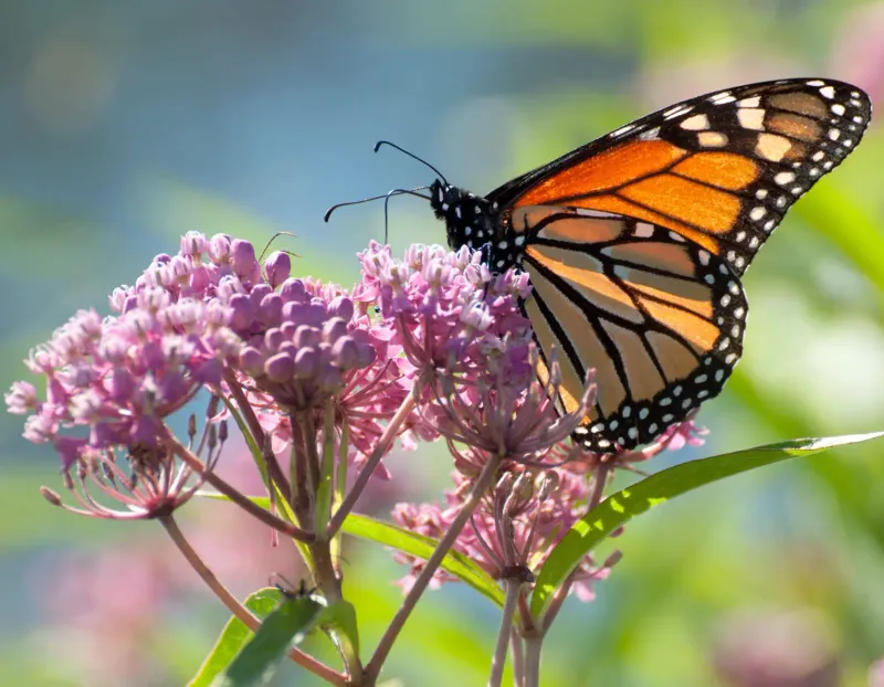 One shrub can start a fuller butterfly habitat
