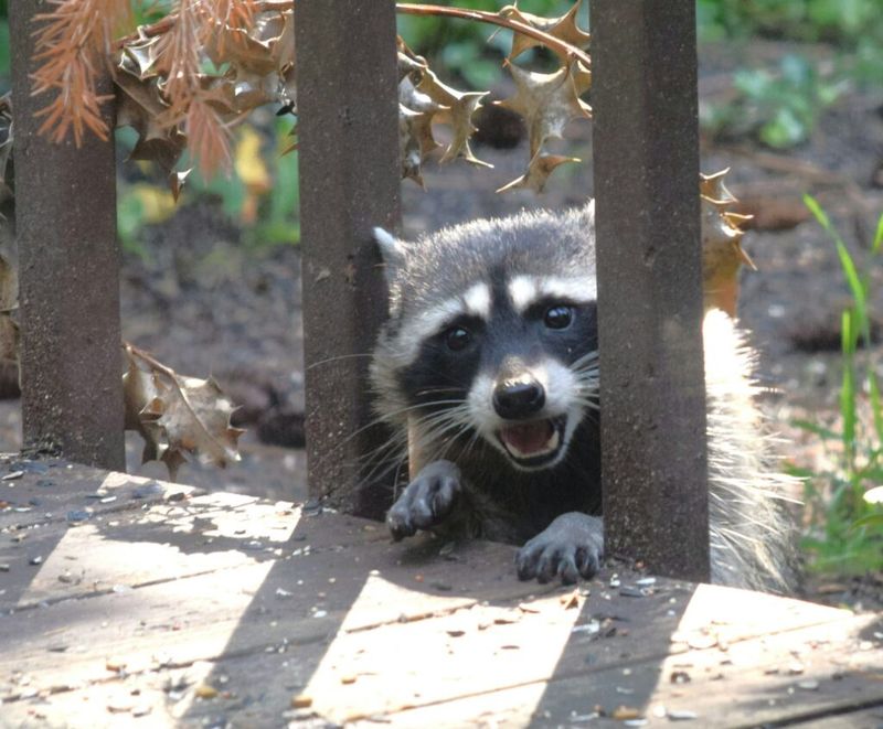 Protect People and Follow North Carolina's Wildlife Rules