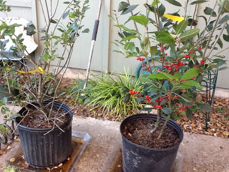 A fruiting planting needs both sexes