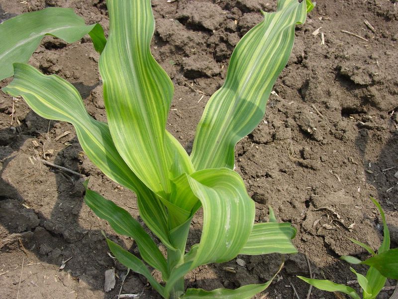 Soil and weather can affect zinc availability
