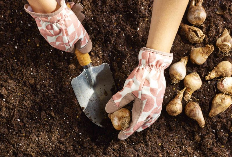 Plant daffodil bulbs before your local ground freezes