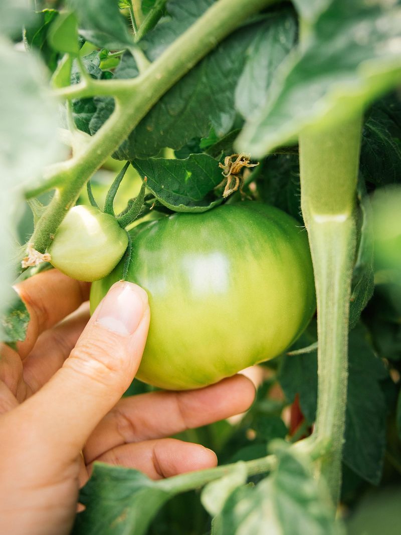 Pick Mature Green Tomatoes Before the Hard Frost