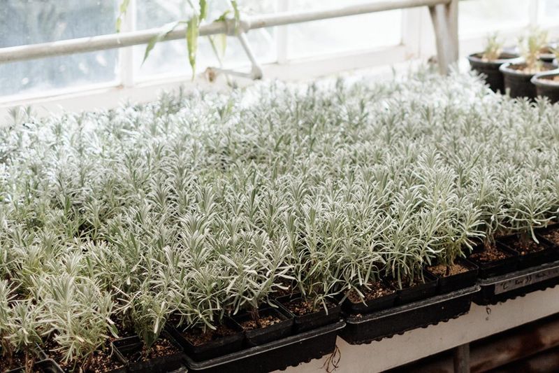 Give the cuttings time to root without overhandling them